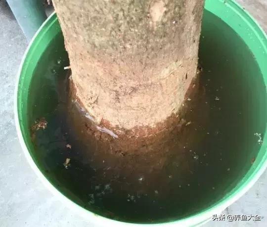 花烂了就扔了吧,盆栽的花烂根了怎么办