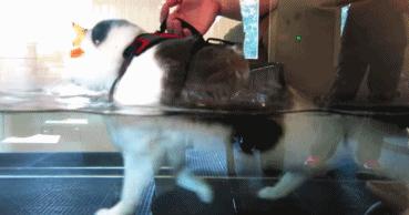 宠物spa的六大好处,宠物spa水疗