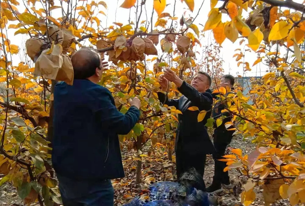 甜爆了！脆惊了！后观寨晚秋黄梨傲霜迎雪等君前来采摘
