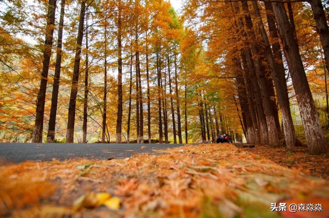 秦岭赏秋怎么玩才好玩呢,大秦岭山旅游攻略