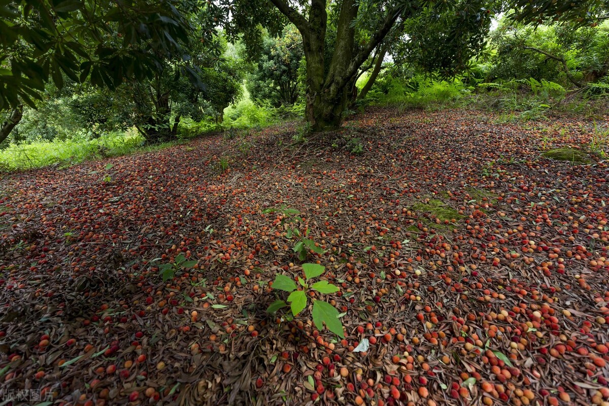 杨梅到底有多好吃,杨梅高品质什么颜色