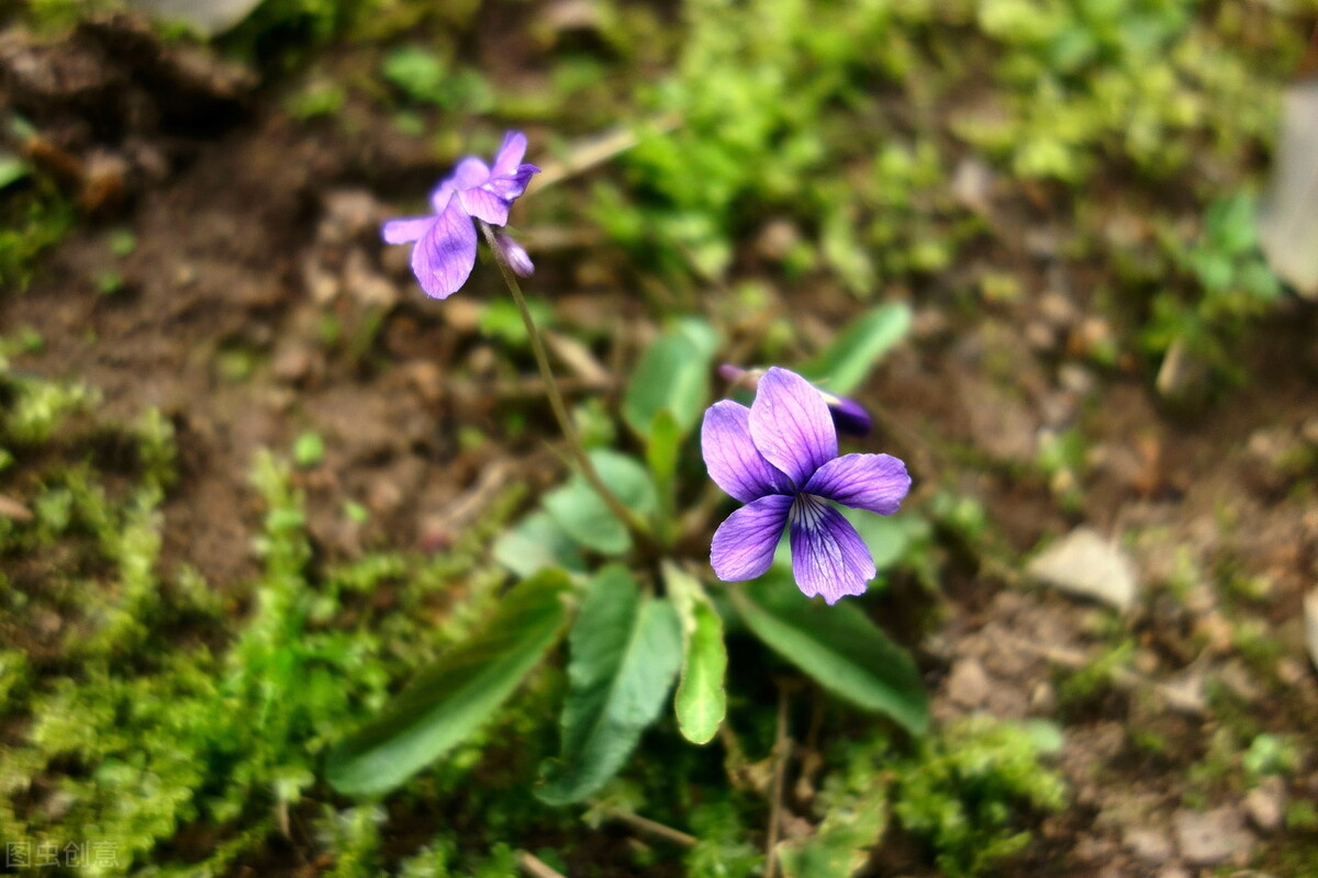 园林人需要知道的85个花卉知识,园林花卉的种类及图片