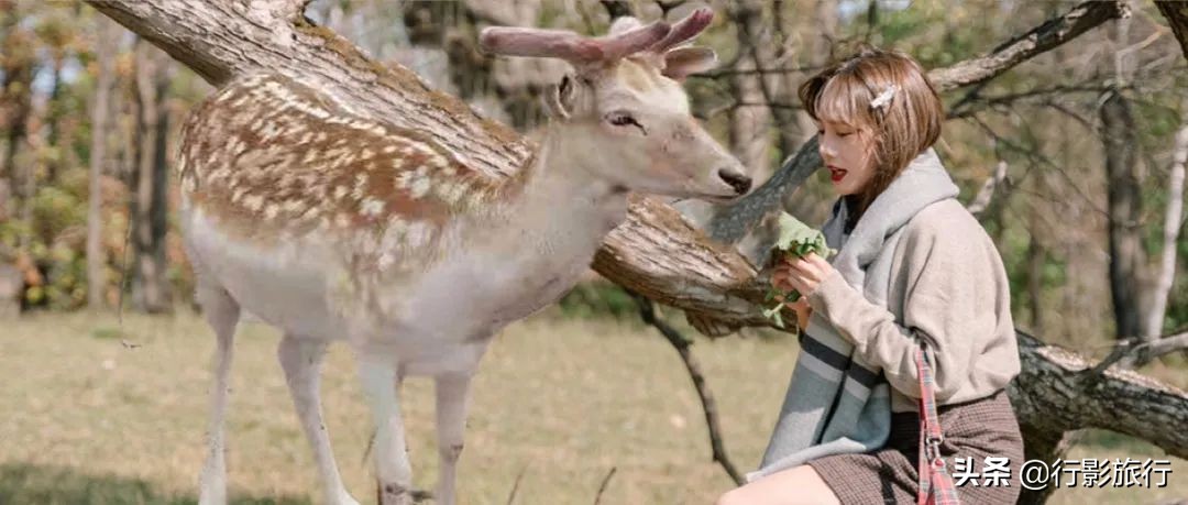 东北人是如何评价日本人的,作为东北人你怎么评价哈尔滨