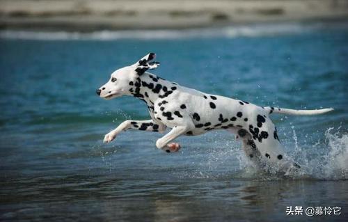 斑点狗怎么养才好,如何养好斑点狗