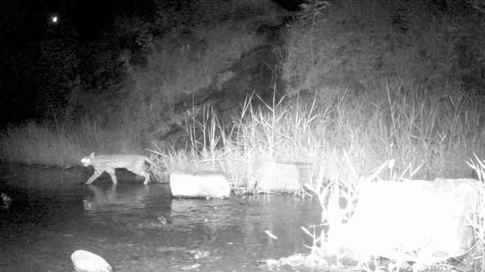 红外相机发现豹猫母子,红外相机拍豹猫吃东西