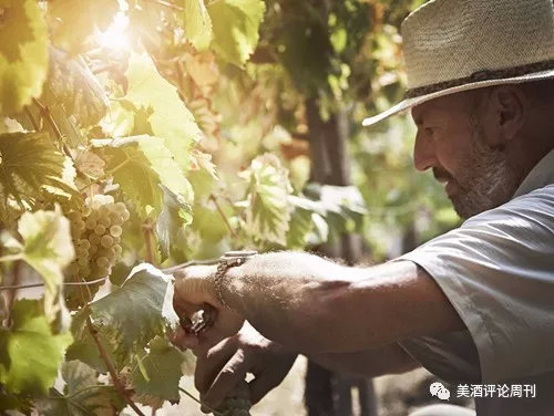 最贵、最知名、最超值、最具潜力！充满「最」的超级话题性产区