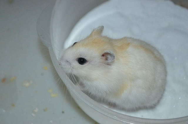 怎么教仓鼠在浴沙洗澡,怎么给仓鼠洗笼