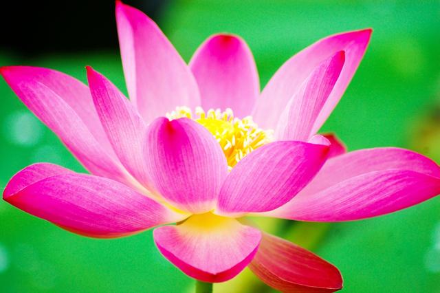 盛夏来一场赏荷盛宴