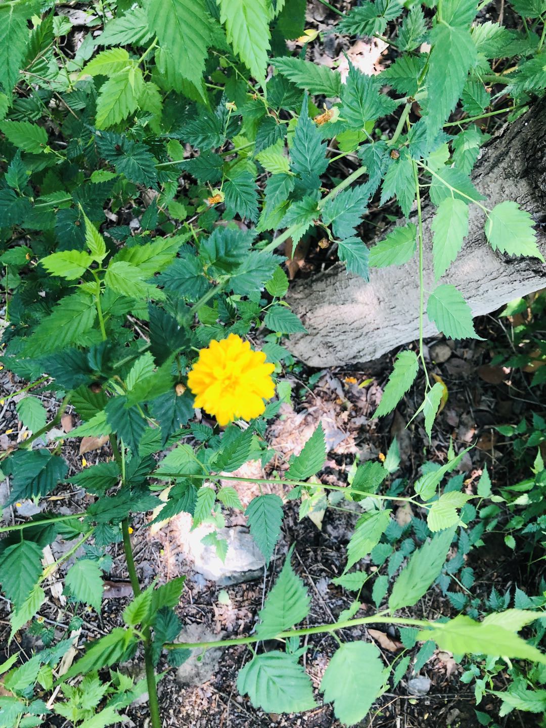 棣花贾平凹,棣花驿