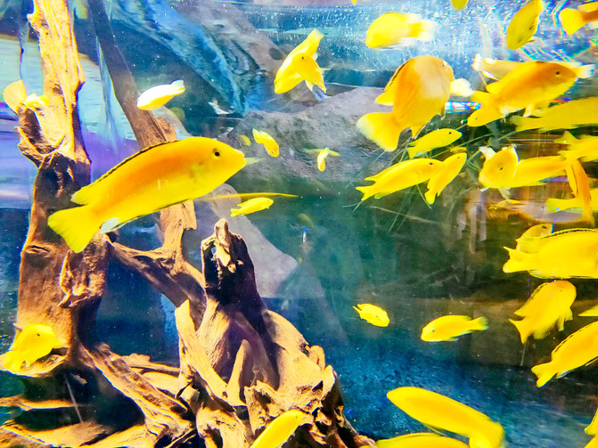 不一样的角度看迪拜,10个冷知识带你认识迪拜