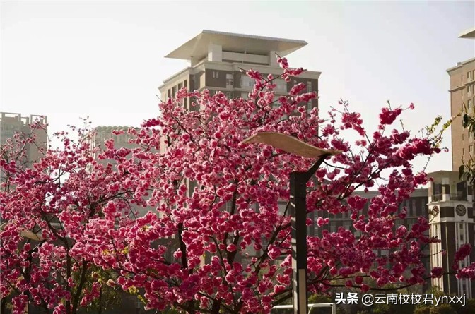 云南西点文化培训学校环境,昆明西点文化学校复读好吗