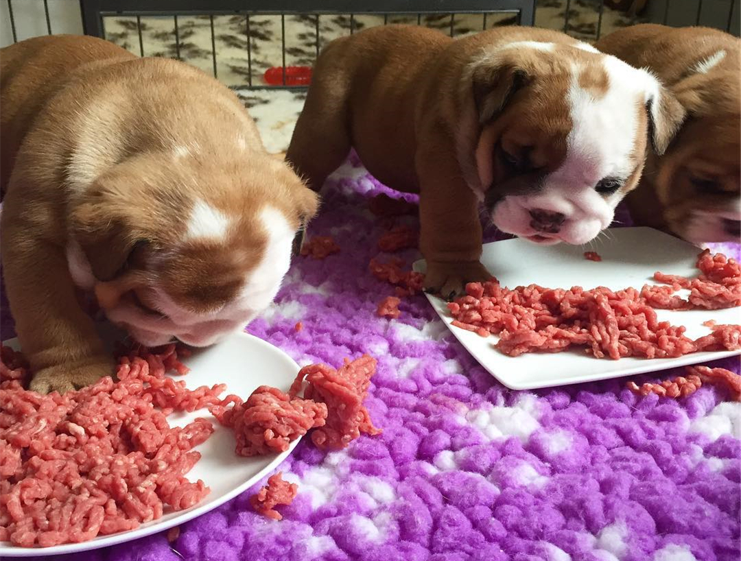 新手铲屎官该怎么养刚出生狗,铲屎官优选犬种