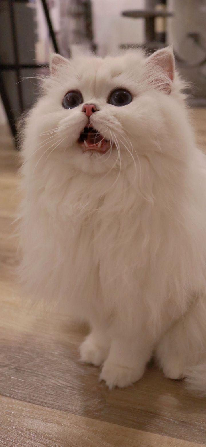 秋天了该吃什么,秋天到了该吃糖炒板栗了