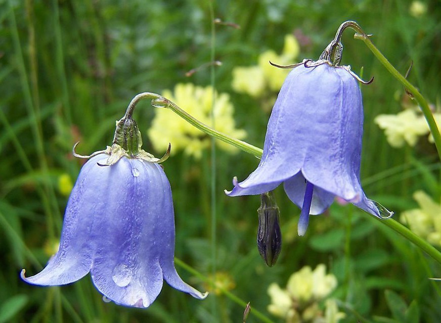 铃兰真的有毒吗,铃兰有毒吗视频