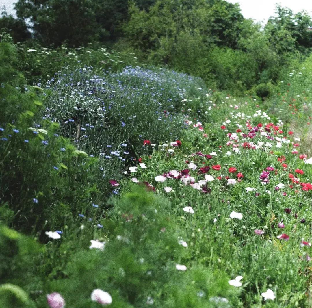 最会说情话的人全集,最会说情话的人