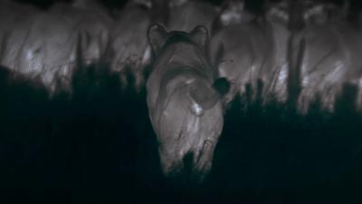 豆瓣netflix电影,bbc地球奇观纪录片