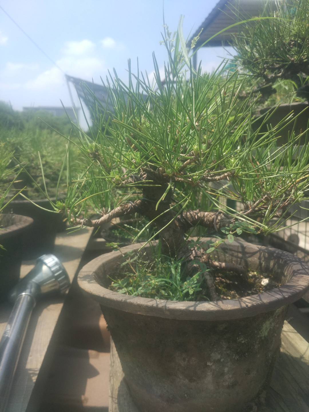 掌上盆景100种,掌上盆景