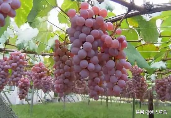 葡萄精细化管理,葡萄产业发展的问题及对策