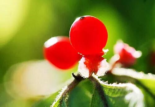 红豆是什么果实,红豆学名相思子