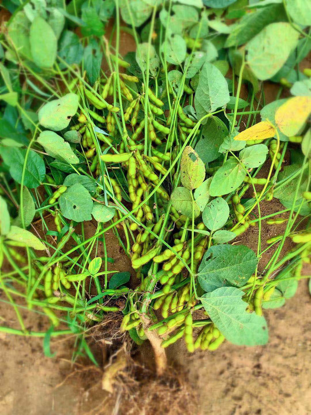 农村7岁小孩在做什么,7岁男孩回家玩什么