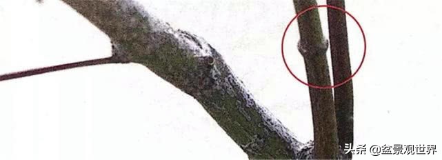 怎样学会修剪果树枝,五分钟学会修剪花树