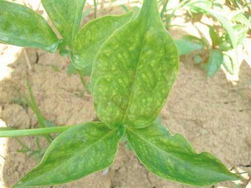 半夏病害该如何防治,半夏三熟种植技术