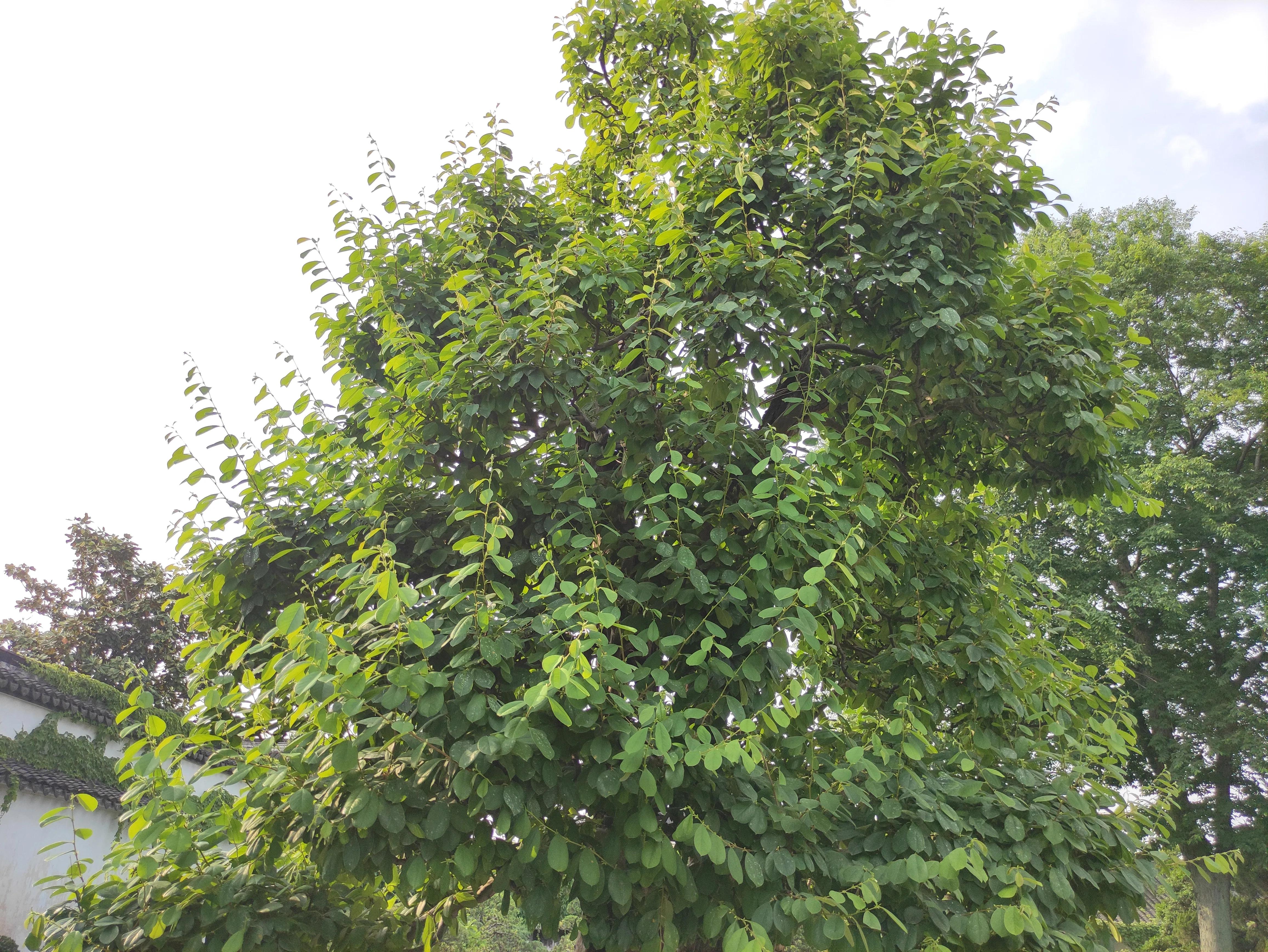 苏州园林拙政园预约,苏州园林拙政园民宿