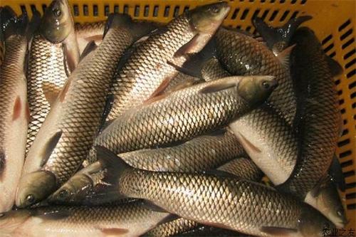 怎么防治草鱼肠炎病毒感染,草鱼肠炎病怎么治疗