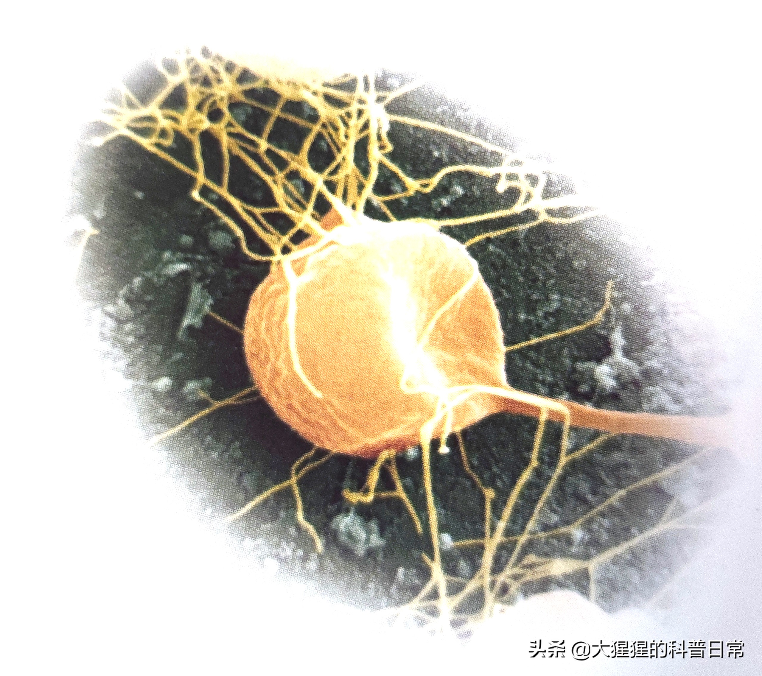 微生物原核生物,微生物照片原核生物