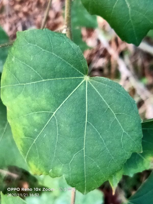 这种花通常用来比作美丽的女子，有人拿来做药，还有人当野菜吃