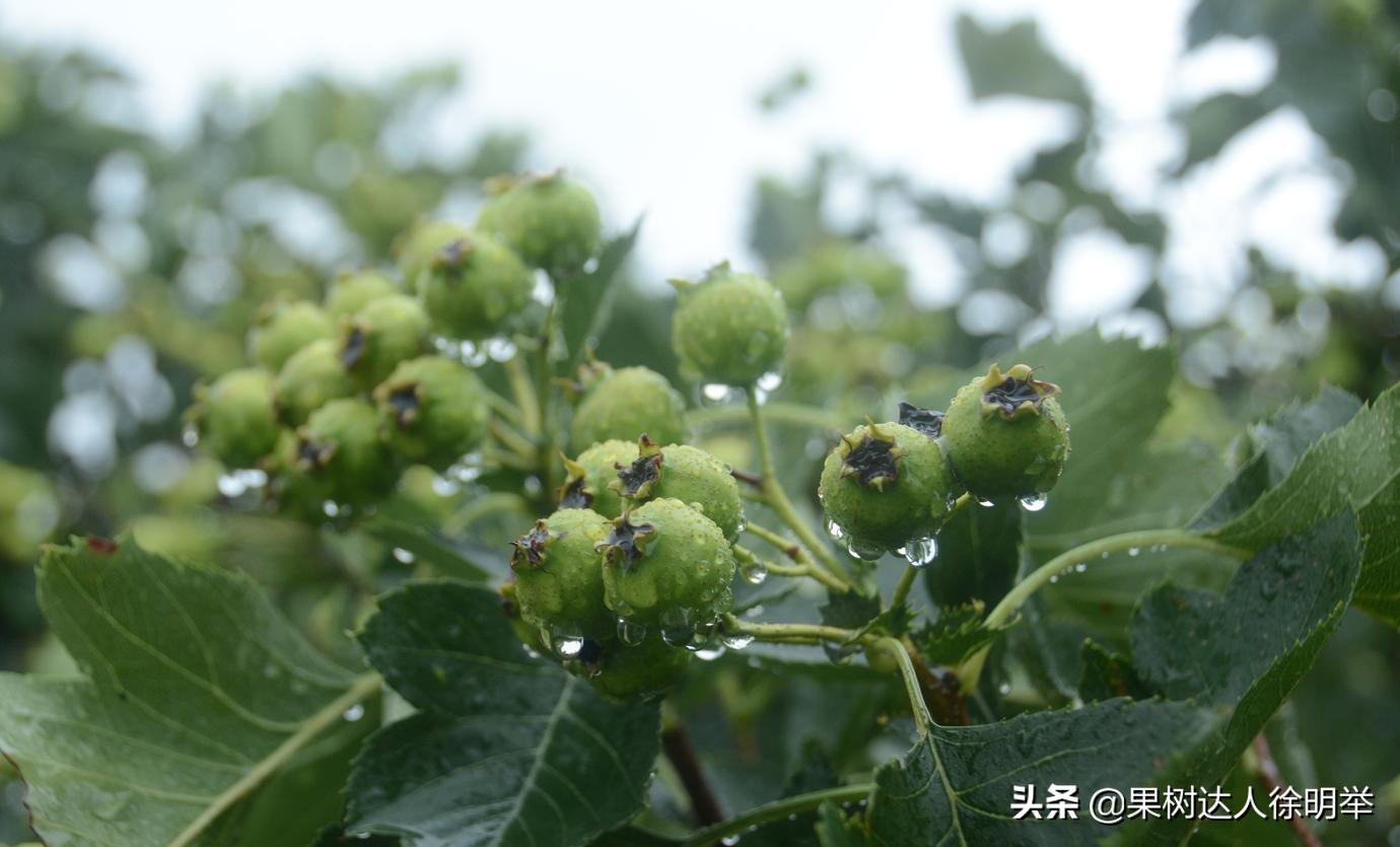 北旱南涝，同时也要预防旱涝急转，多雨季节果树管理怎管理