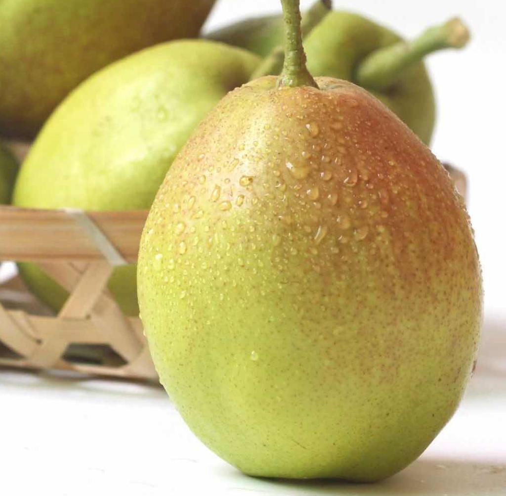 冒充新疆香梨的有哪些品种,真假库尔勒香梨