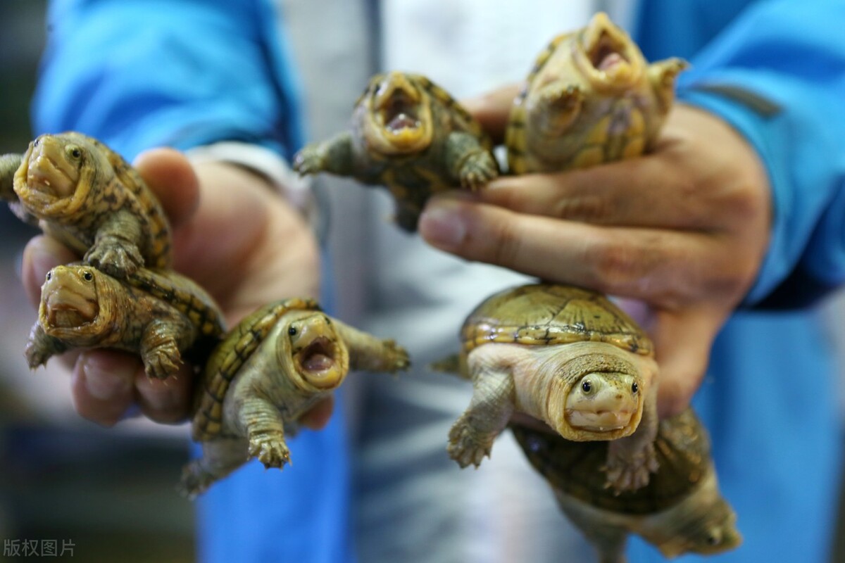 「养龟实战篇」空调房里怎么养龟，教你三招实战养龟