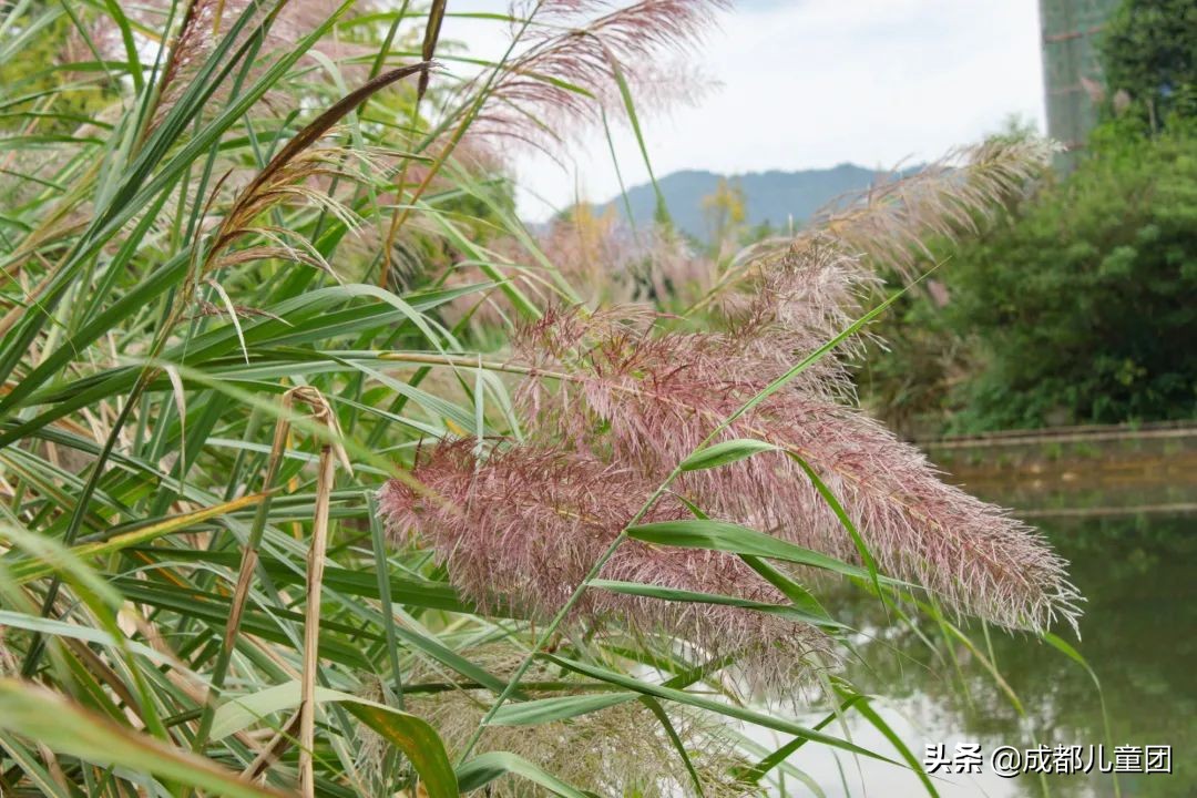 无滤镜公园随拍,无需加滤镜的公园