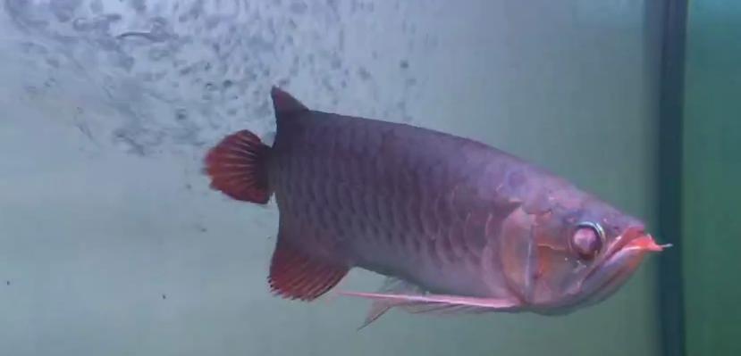 龙鱼蒙眼用蒙眼药可以治好吗,龙鱼蒙眼用蒙眼康好使吗