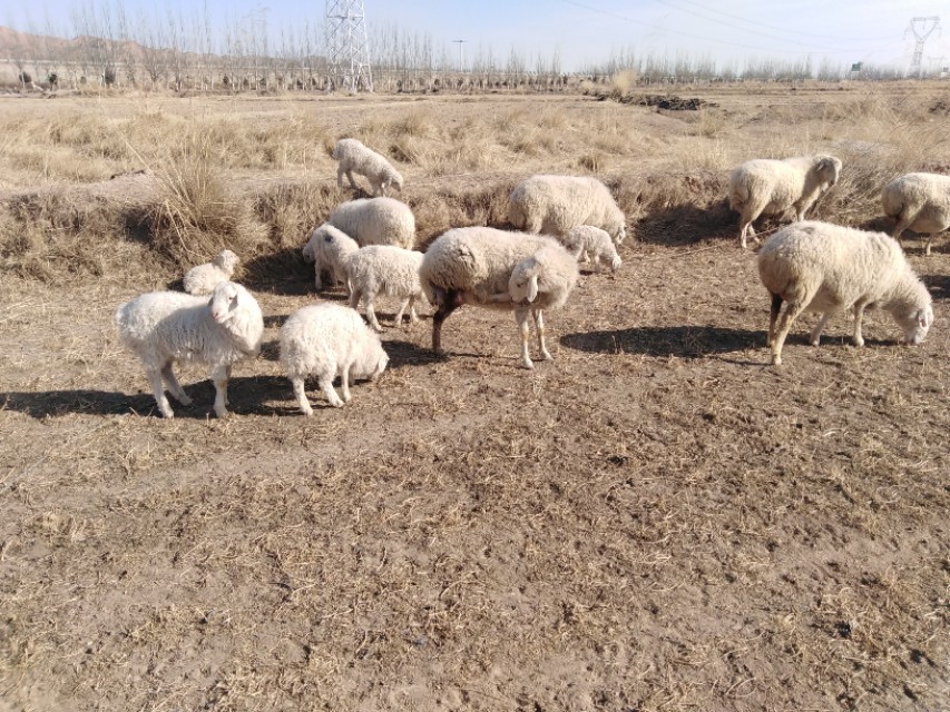 羊肝片吸虫怎么感染的,羊肝吸虫防治方法