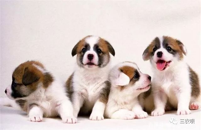 农村养殖种植与三农创业致富项目,2022三农养殖业致富项目