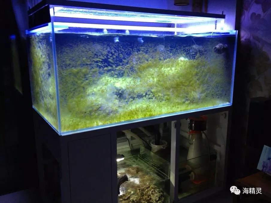 为什么一定要爆藻,为什么国人对鱼情有独钟