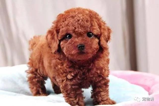 养泰迪还是养哈士奇,养泰迪是养一只还是两只