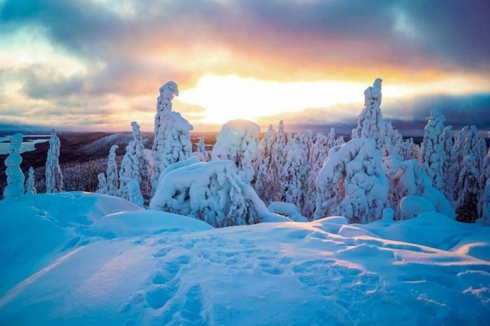 驯鹿的10大特征,介绍一下驯鹿的特点