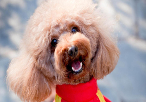 养狗知识：狗身上生了寄生虫怎么办？处理寄生虫的措施及注意事项