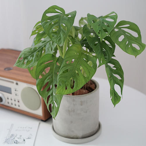 龟背竹叶子发黄脱落怎样挽救,龟背竹叶发黄怎么办呢