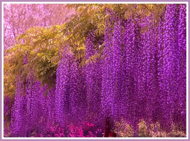 魔都四月赏花,魔都春季赏花好地方