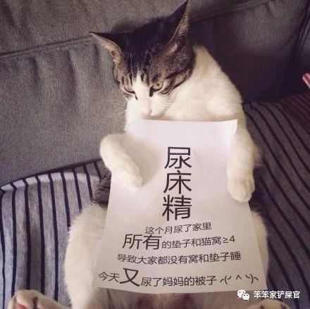 猫咪又吐又拉怎么治疗,猫咪又拉又吐拉水了怎么办