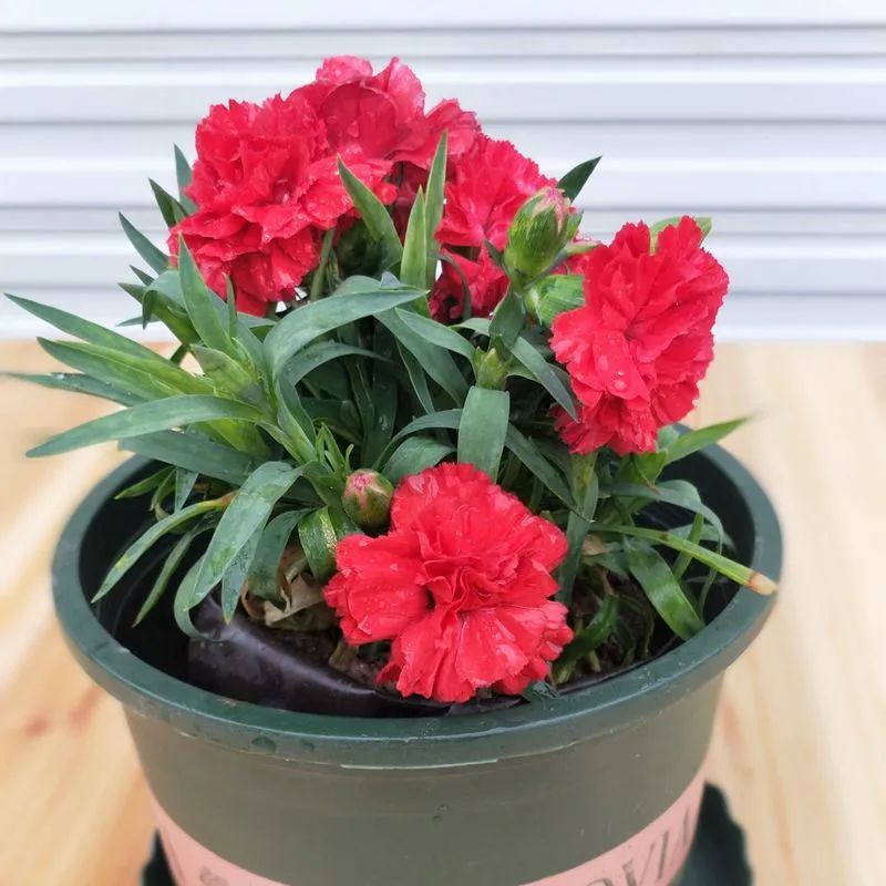 母亲节送什么花给妈妈最适合图片,母亲节做一朵手工花送给妈妈