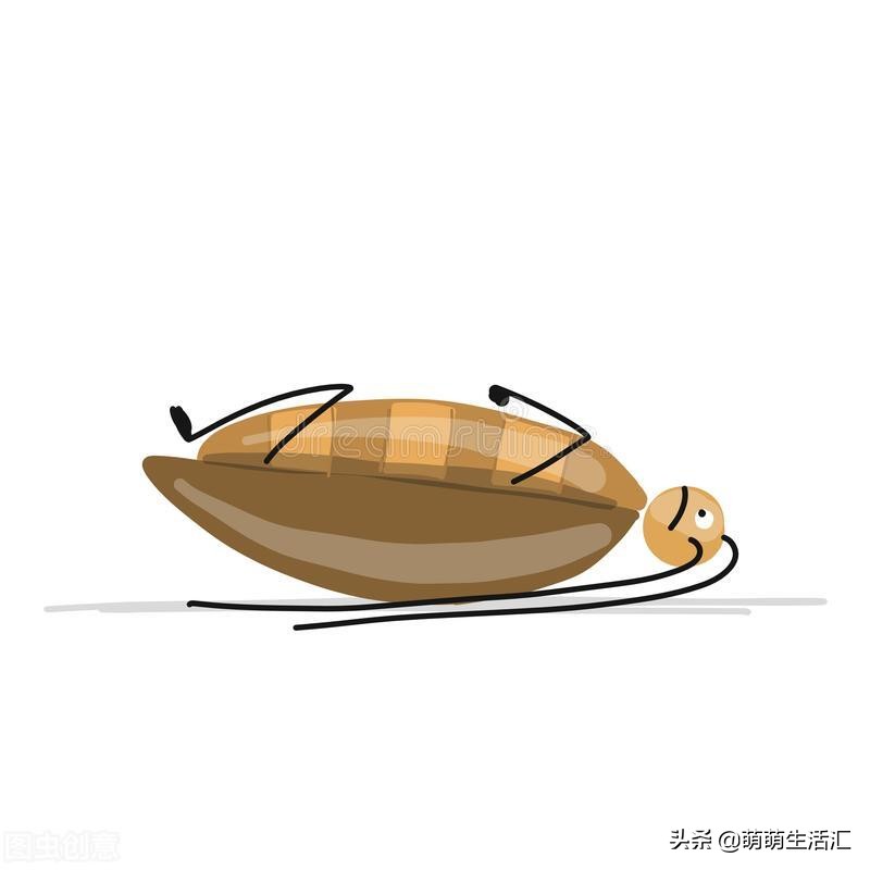 家里好多虫子像蟑螂又不是蟑螂,家里有蟑螂怎么办最简单的方法