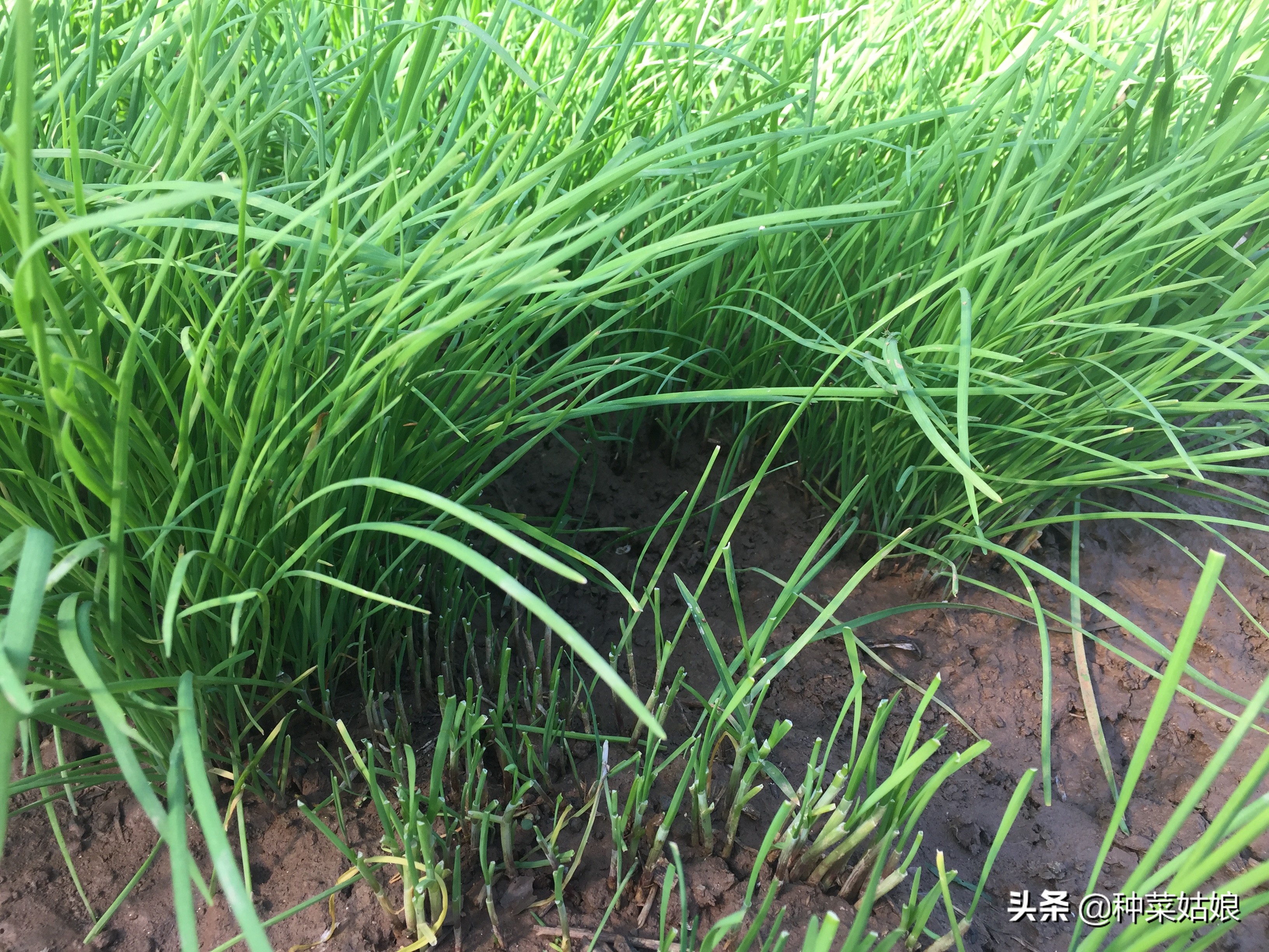 播种韭菜的妙招图片大全,播种韭菜正确方法