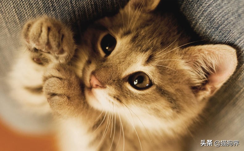 猫咪第二次生产还会难产么,猫咪生产的时候如何安慰