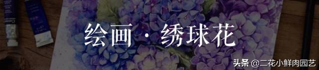 100种花卉绘画,100多张花卉线描手稿素材赶快收藏