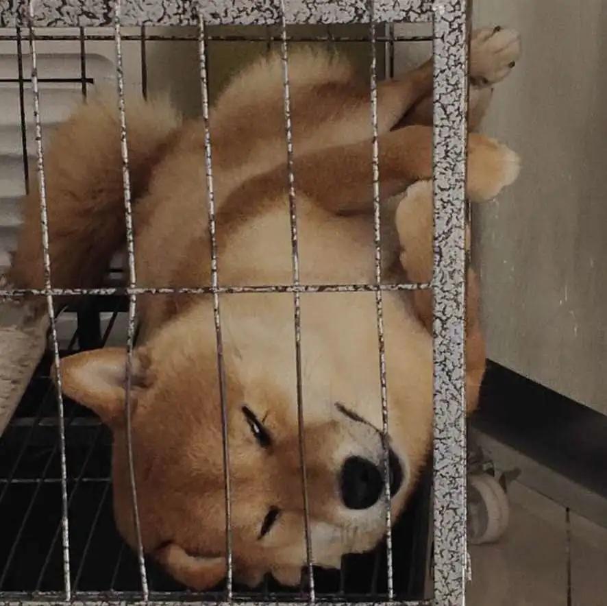 模仿狗狗睡姿,分享下你家狗子的睡姿